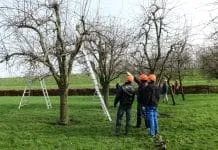 Vrijwilligers gezocht voor het behoud van hoogstamboomgaarden Hattem