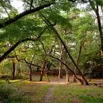 Wandel mee met IVN in bos Agnietenberg