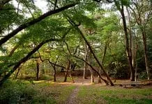 Wandel mee met IVN in bos Agnietenberg