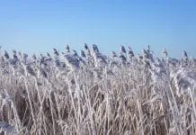 Vorst maakt de natuur prachtig