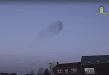 Filmitem cameraman RTV Hattem: Spreeuwen boven Zwolle