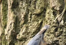 Vroege vogels spotten met IVN