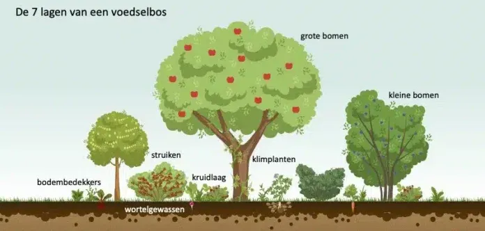 wat-is-een-voedselbos-2