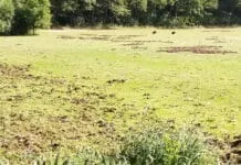 Wilde zwijnen hebben huisgehouden op de golfbaan