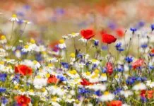 Informatieavond over biodiversiteitsimpuls in Hattem