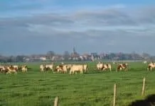 Statenfracties PvdA en GroenLinks kritisch op stopzetten toekomstplan Hoenwaard: ‘Gezonder en toekomstbestendig Hoenwaard wordt onmogelijk gemaakt’