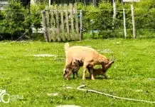 Oranjefeest op ’t Dijkwijtje: feestvieren met de dieren