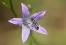 Help mee de biodiversiteit in Hattem te versterken