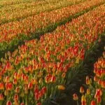 Een kijkje achter de schermen van de Nederlandse bloemenproductie