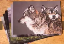 Wolvenkunst, informatiedag over samenleven met de wolf