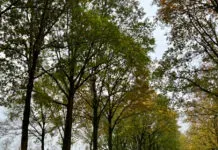 Hattem bouwt door waar kan