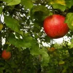 Groen Goud presenteert โHattem Plukt!โ