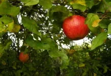 Park Assenrade proefproject ‘Hattem Plukt!’