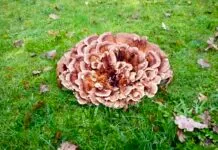 Hattem in beeld – ‘huisvesting’