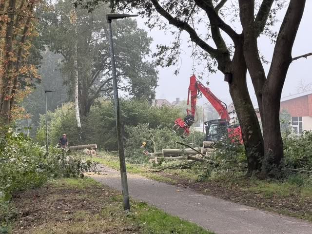 Kritiek Algemeen Belang op bomenkap – Koeweg en Dorpsweg worden uitgesteld